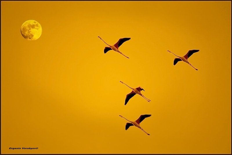 они, летят, и, нас, , зовут, с, , собою Они летят и нас  зовут с собоюphoto preview