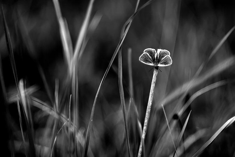 b&w dream... lonely butterfly...photo preview