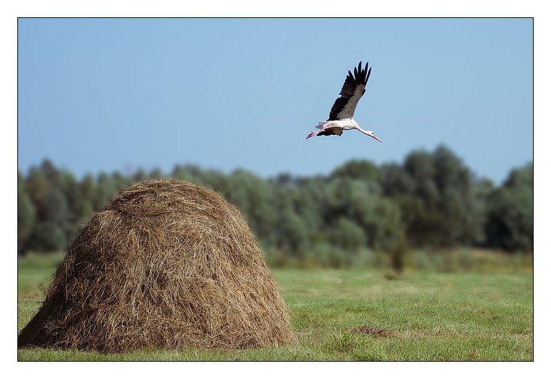 стог сена, аист Прыжок в небоphoto preview