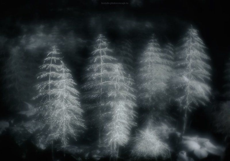 Таинственный лесphoto preview