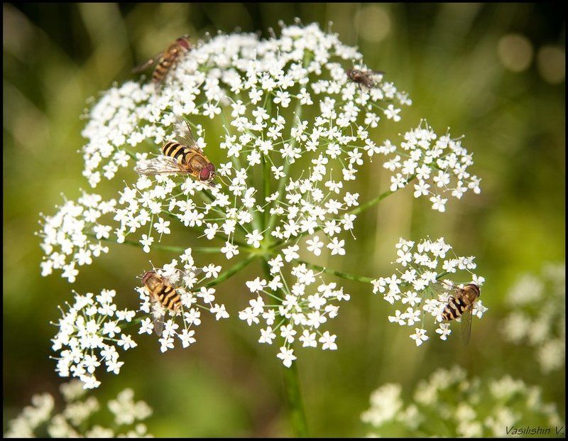 про пчелок)))photo preview