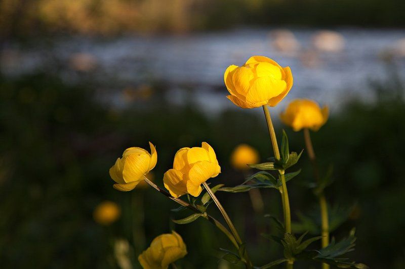 природа,цветы,пейзаж,север Купальницы у реки фото превью