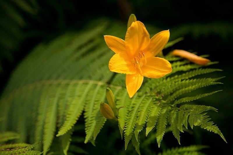 Открыткаphoto preview