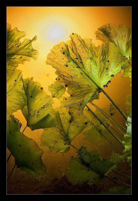 Там среди помпасов...photo preview