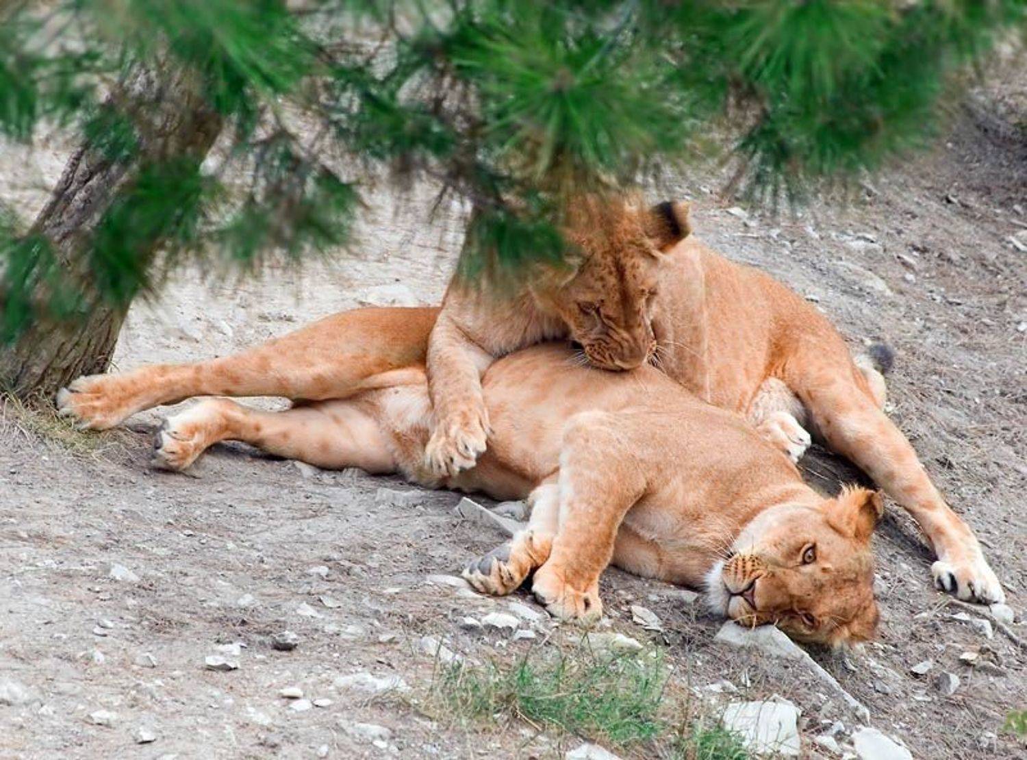 Автор: Алексей Баяндин тигры, животные, кошки, сафари, геленджик, Алексей Баяндин