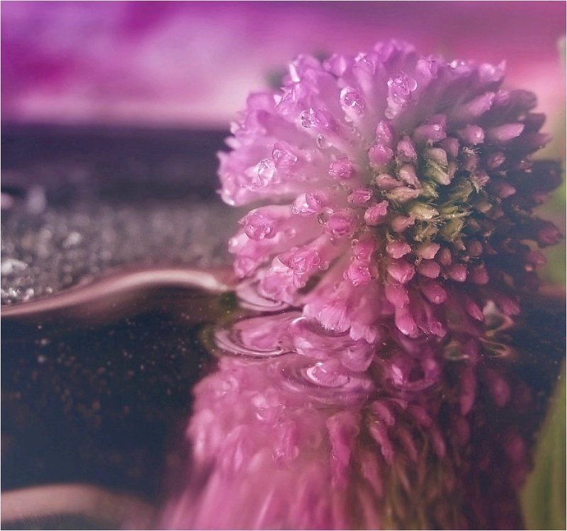 ......my violet.....photo preview