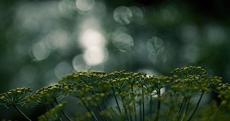 из снов укропа...photo preview