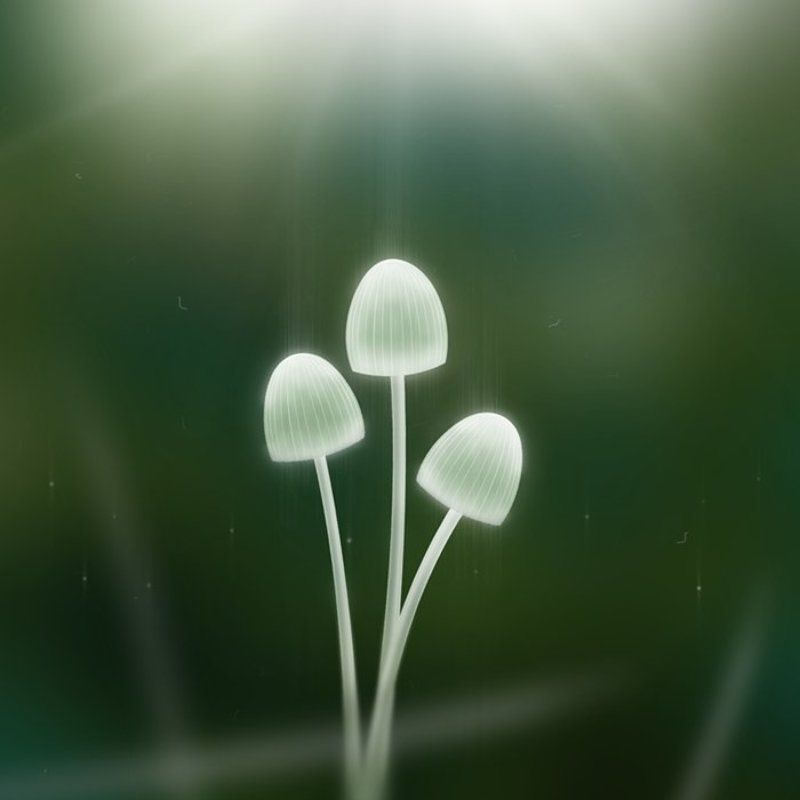 mushrooms, грибы, свет Mushroomsphoto preview