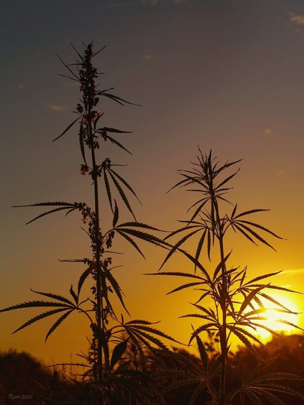 Конопляный рассвет или ложное счастье. фото превью