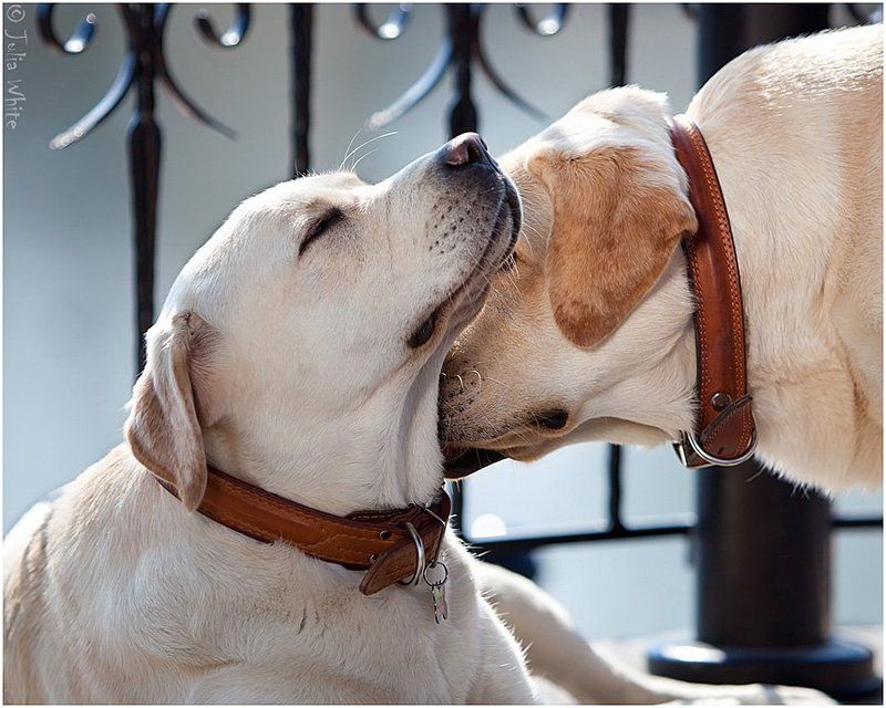 собака, лабрадор, dog Лабрикиphoto preview