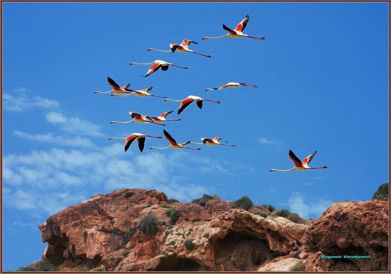 фламинго, скалы Летят перелетные птицыphoto preview