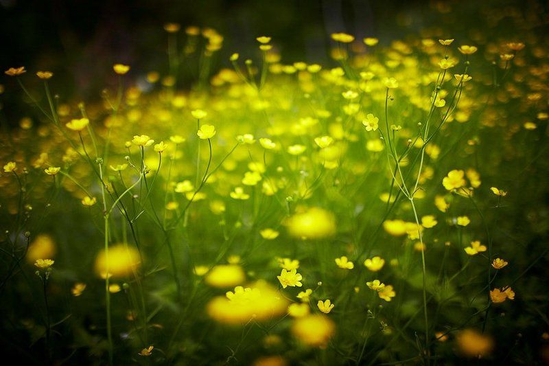 Летнее фото превью