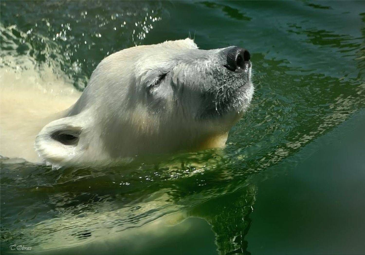 ***. Автор: Татьяна Образ московский, зоопарк, Татьяна Образ