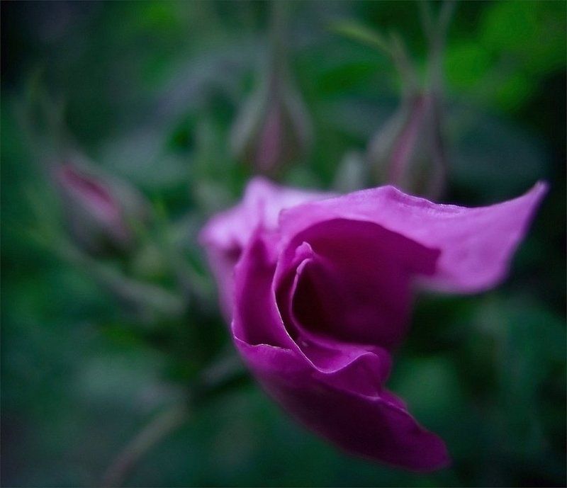 .....укутываясь в ее бархат......photo preview