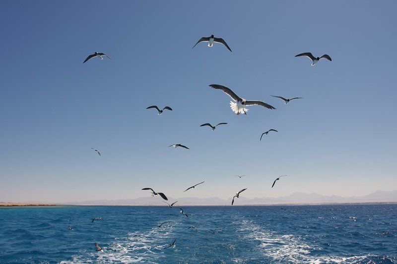 сопровождающиеphoto preview