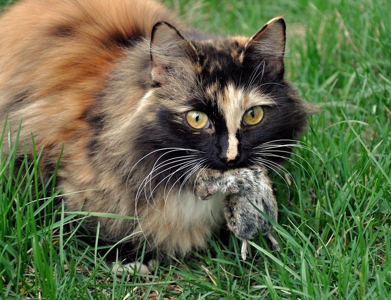 кошка, мышь, охота, животные, природа Семь утра. Кто рано встаёт, тому..photo preview