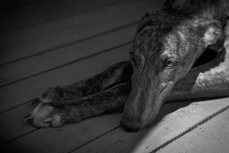 животные, пёс, собака, грусть, ожидание, b/w ***photo preview