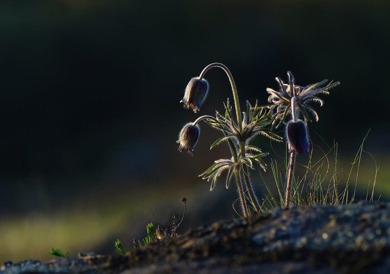 сон-трава,цветы И на камнях растут цветы...photo preview