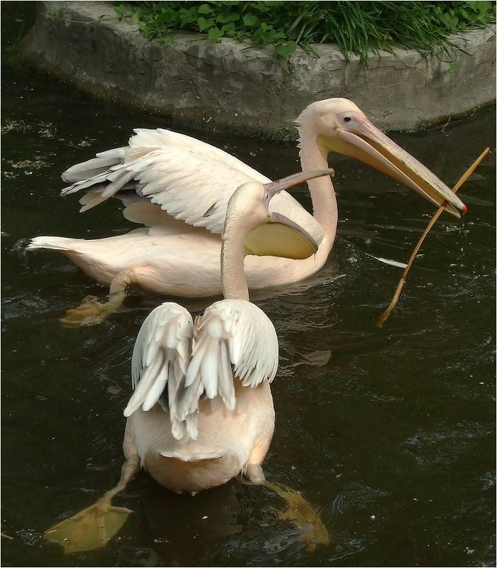 Давай вместе игратьphoto preview