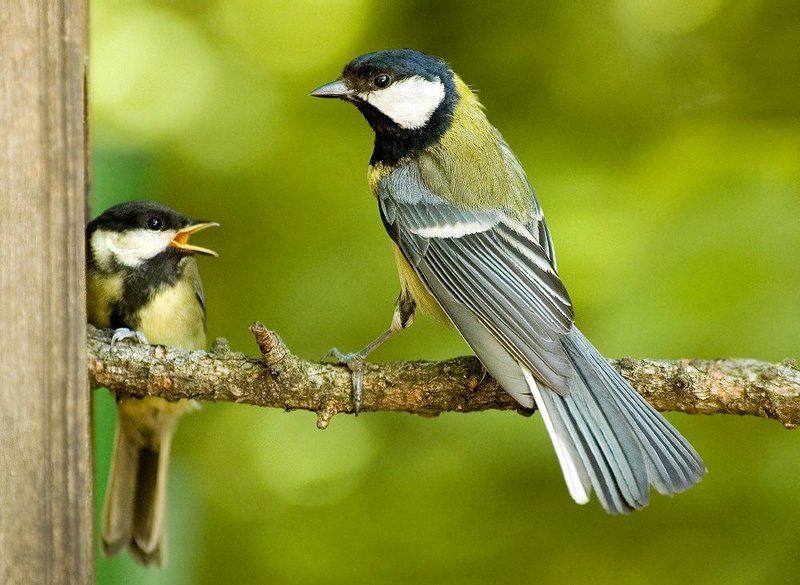 Кто дома хозяин?!photo preview