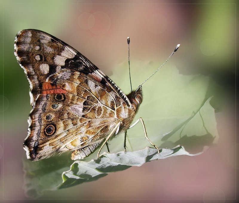 Свой мирphoto preview