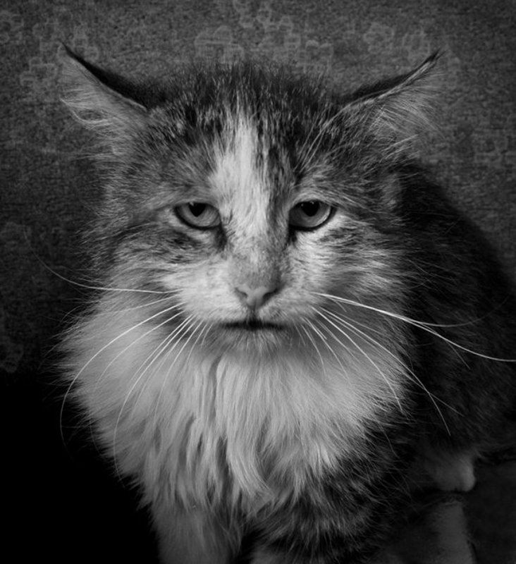 На паспорт фото превью