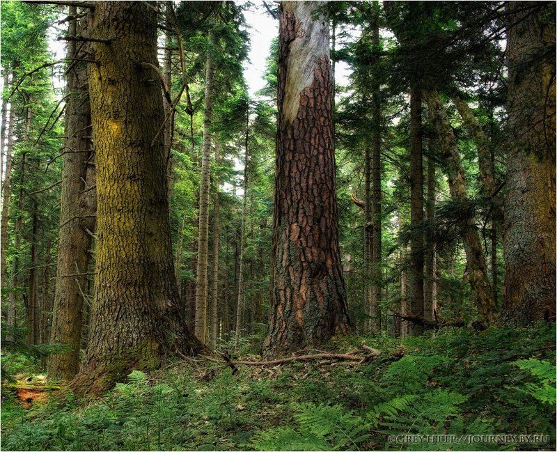 лес, чаща, деревья, заповедник, глушь Сюда не проложены дороги...photo preview