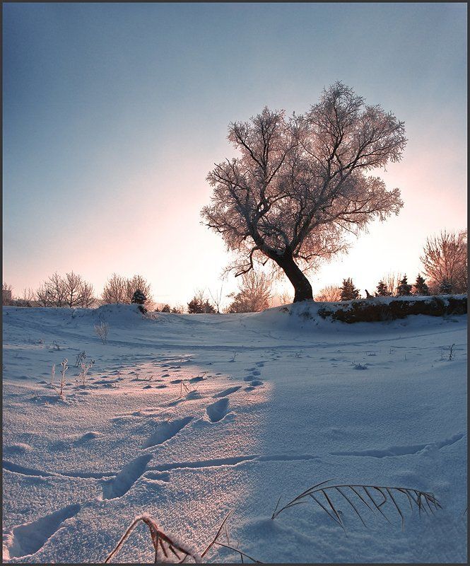 зима, мороз, утро, рассвет, солнце, холод, иний Морозный рассвет. Охлаждайтесь...photo preview