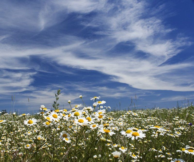 лето, июнь, пенза Junephoto preview