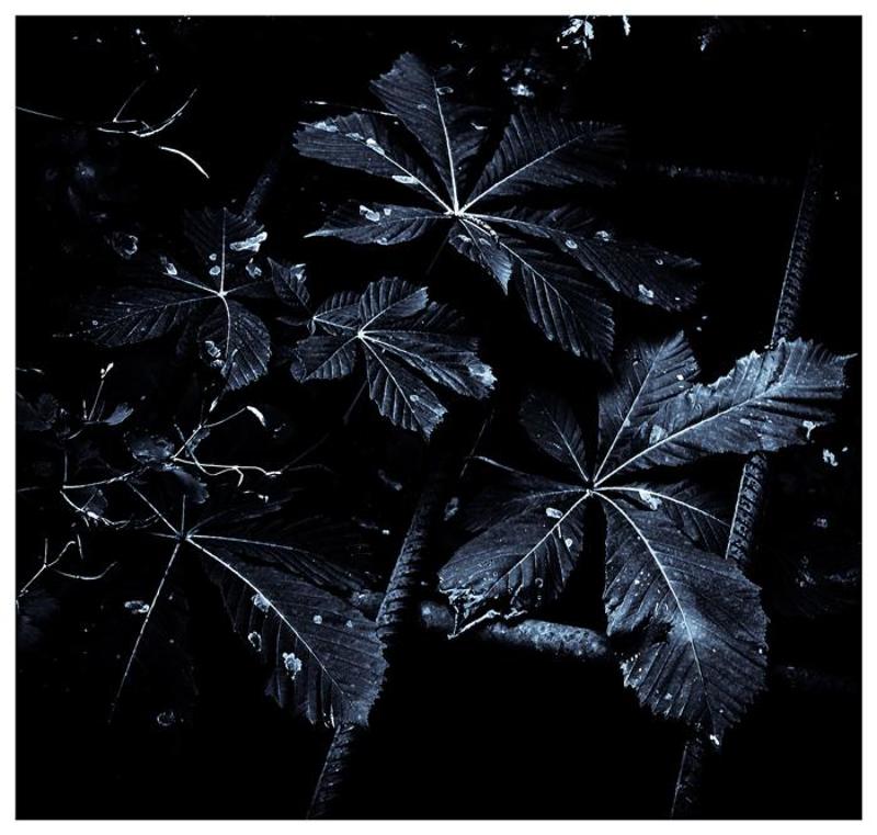 Freedomphoto preview