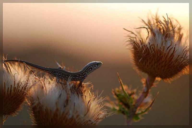 ящерица Куда уходит лето...photo preview