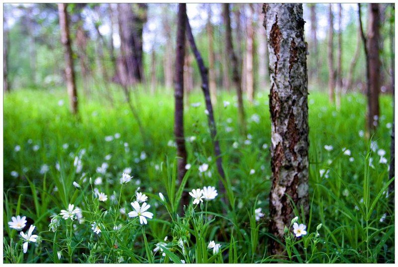 весна, зелень, береза, опушка На опушкеphoto preview