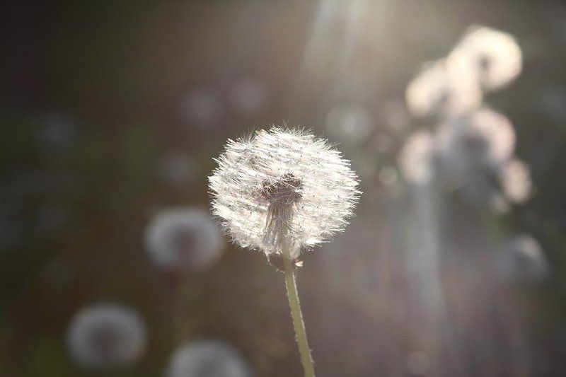 солист, одуванчик, свет, струящийся, солнце Солистphoto preview