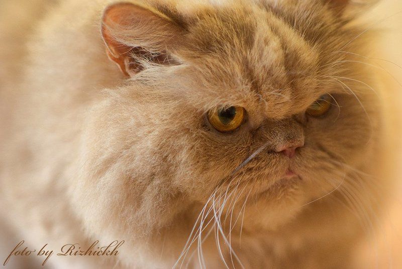перс, персидский кот, Персикphoto preview
