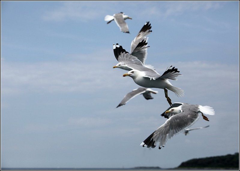 стая птиц, чайки, адриатическое море Птичьи историиphoto preview