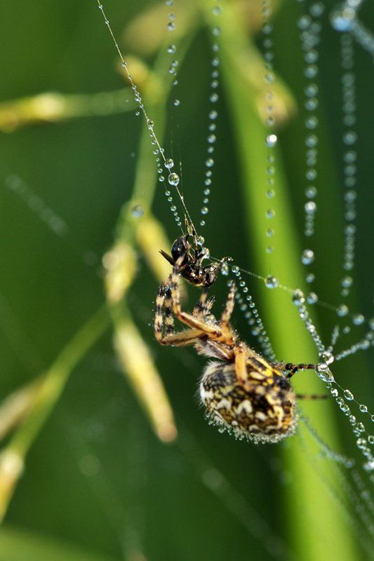 паук, муха, паутина, охота, охотник, добыча, жертва Смертельное касаниеphoto preview