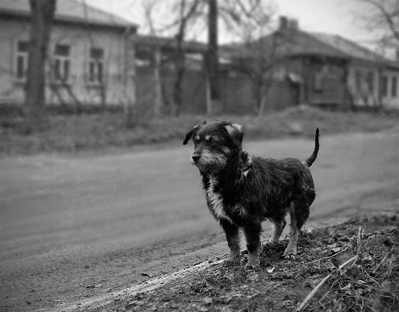Пончик фото превью