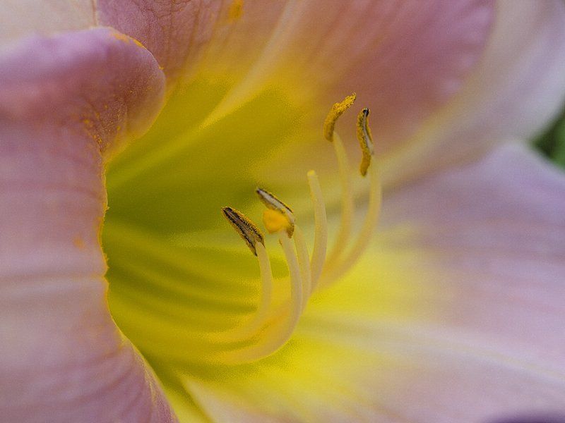 цветы Розовый мирphoto preview