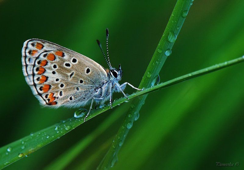 бабочка На перекрестке двух дорог...photo preview