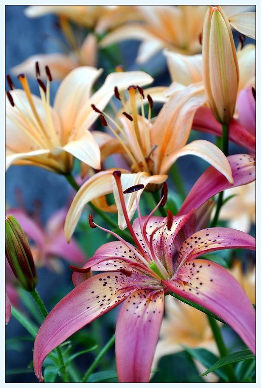 лилии, цветы, лето, макро, d5000 Лилииphoto preview