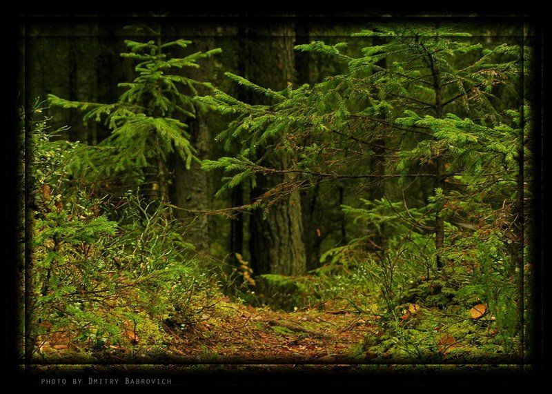 выборг под Выборгомphoto preview