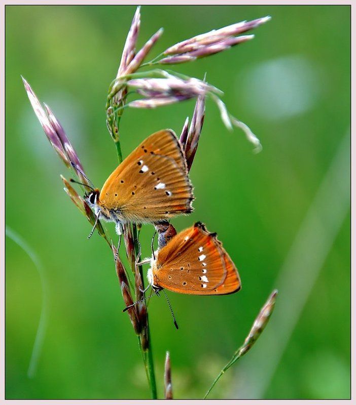 насекомые, бабочки, крылья, макро, лето, цветы Я тоже снимаю бабочекphoto preview