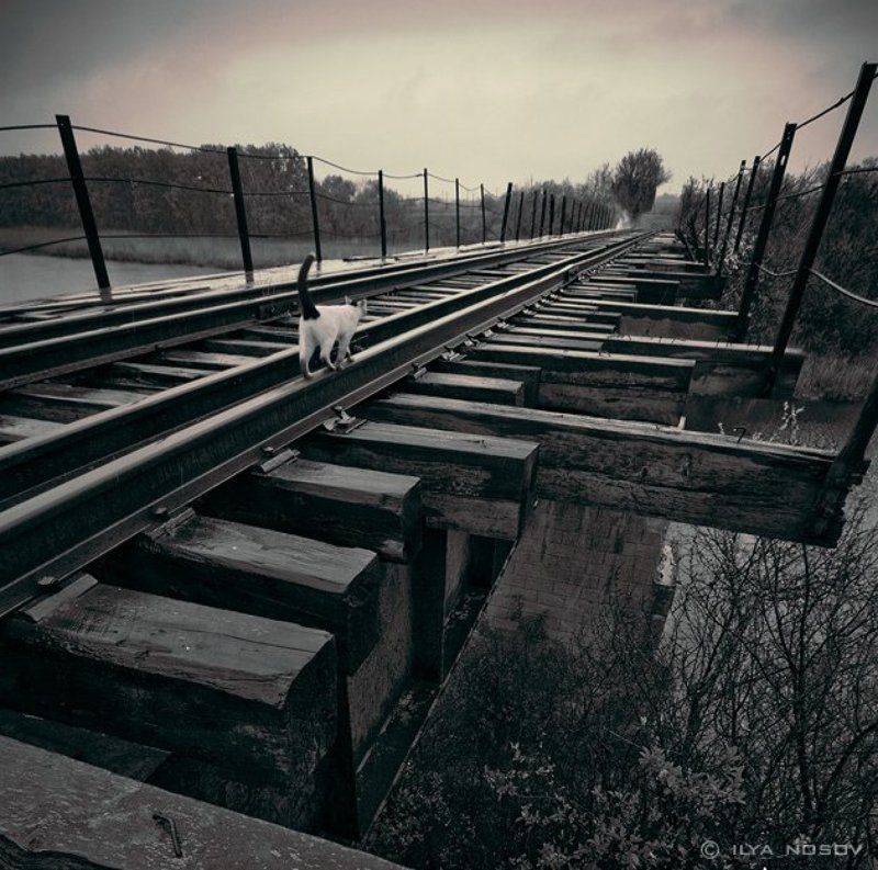 Куда уходят кошки...photo preview