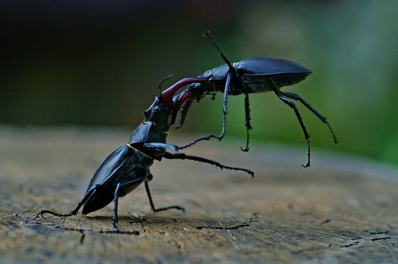 Битва титанов...photo preview