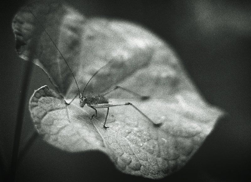 зенит, е, +, индустар, 61 ***photo preview