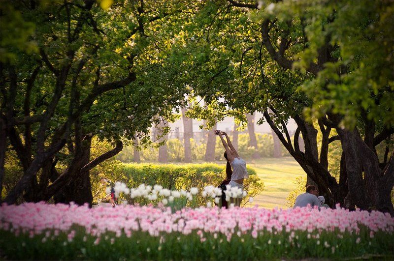 москва, парк, коломенское, яблони, северные, земли ###photo preview