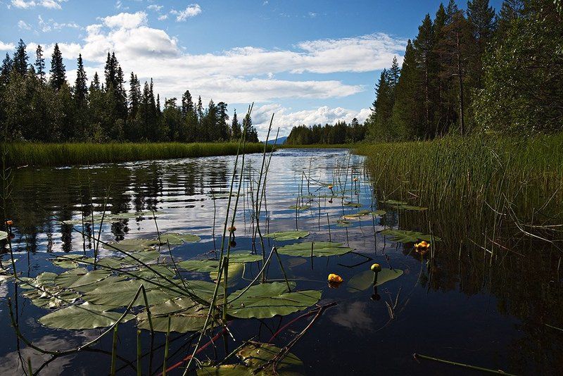 пейзаж,север,ручей,лето Верес ручей....Июль. фото превью