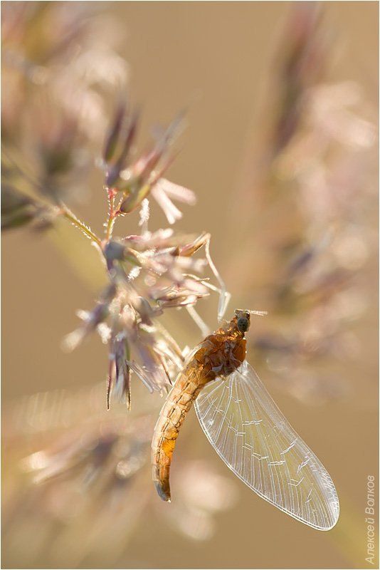 подёнка, утро Подёнка. Утро.photo preview