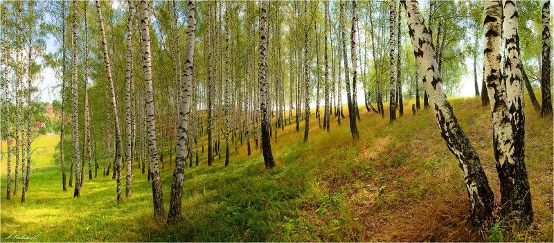 Березовая панорамкаphoto preview