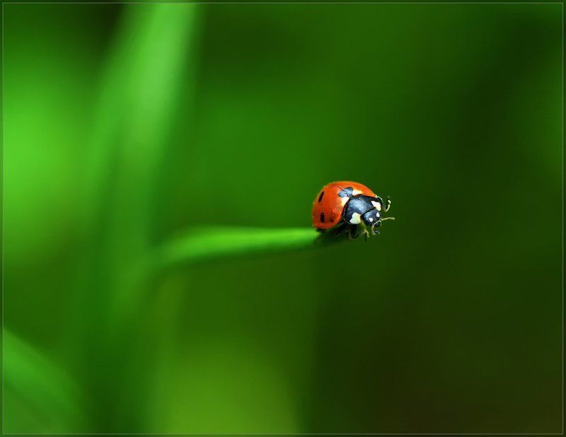 божья коровка,макро Обитатели зеленой планеты...photo preview